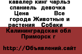  кавалер кинг чарльз спаниель -девочка › Цена ­ 45 000 - Все города Животные и растения » Собаки   . Калининградская обл.,Приморск г.